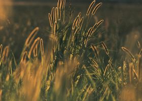 A Field Guide to Late Light