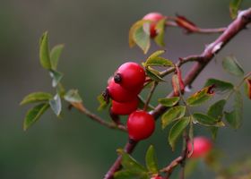 The New Hedgerow